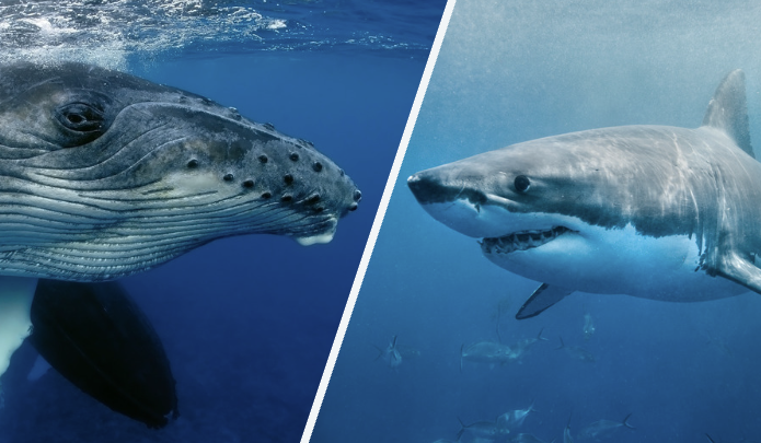 サメとクジラのがん抑制メカニズム（進化がもたらした2つの防衛網）のイメージ